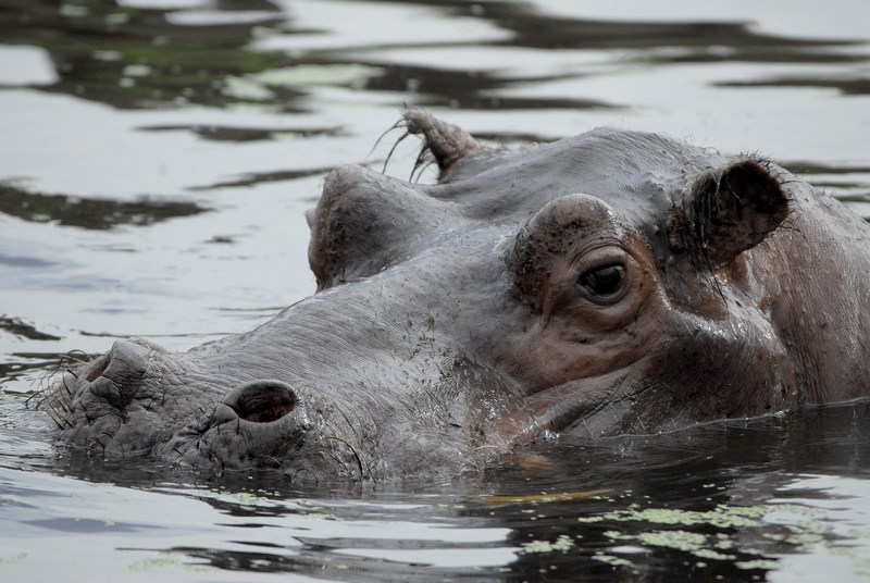 Glotzt nicht so, noch keinen Hippo gesehen?