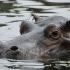 Glotzt nicht so, noch keinen Hippo gesehen?