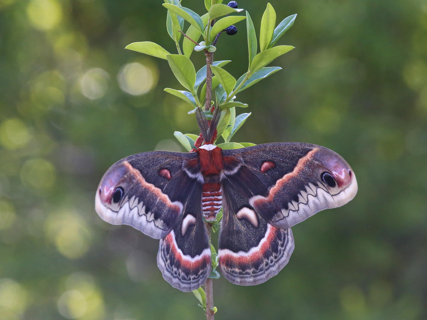 Glover´s silkmoth, Hyalophora columbia gloveri (2017_04_22_EOS 6D_4893_ji)