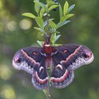 Glover´s silkmoth, Hyalophora columbia gloveri (2017_04_22_EOS 6D_4893_ji)