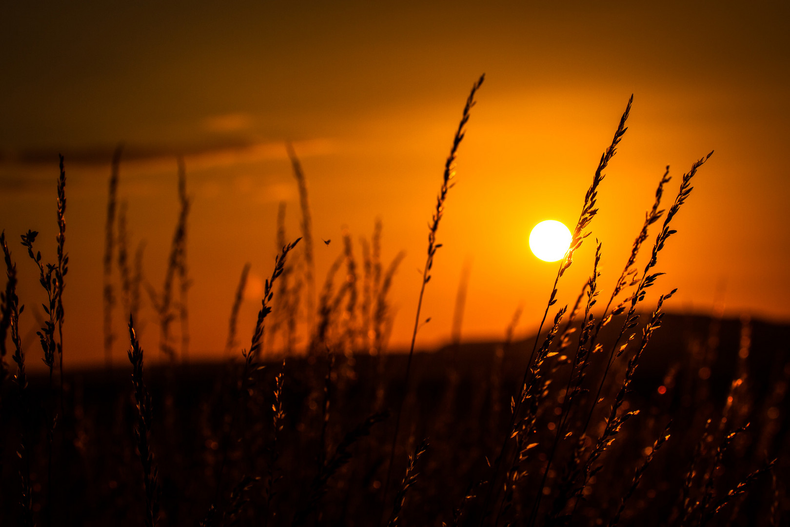 Glow Grass