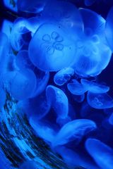 Glow-in-the-Dark Jellyfish