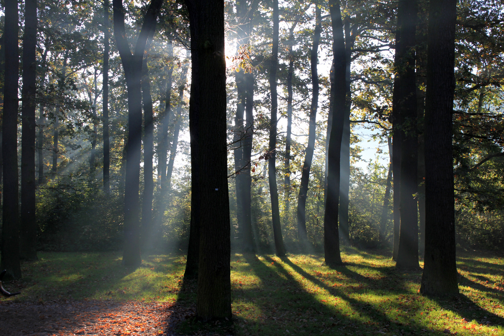 Glow of the Forest