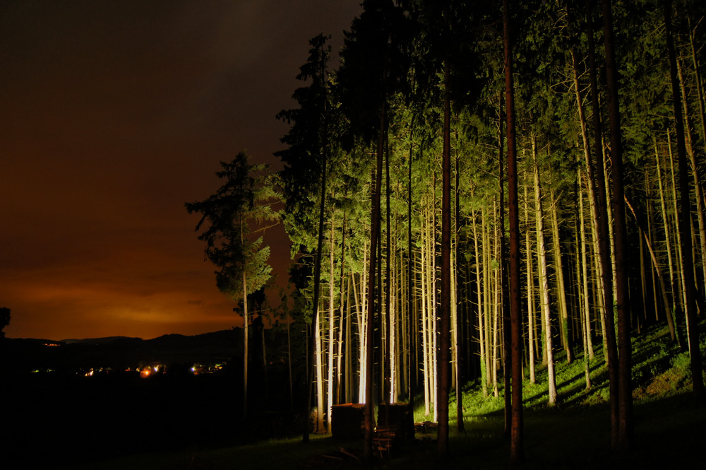 Glowin forest....