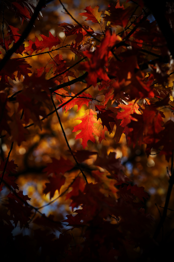 Glowing Autumn - Berlin 2018