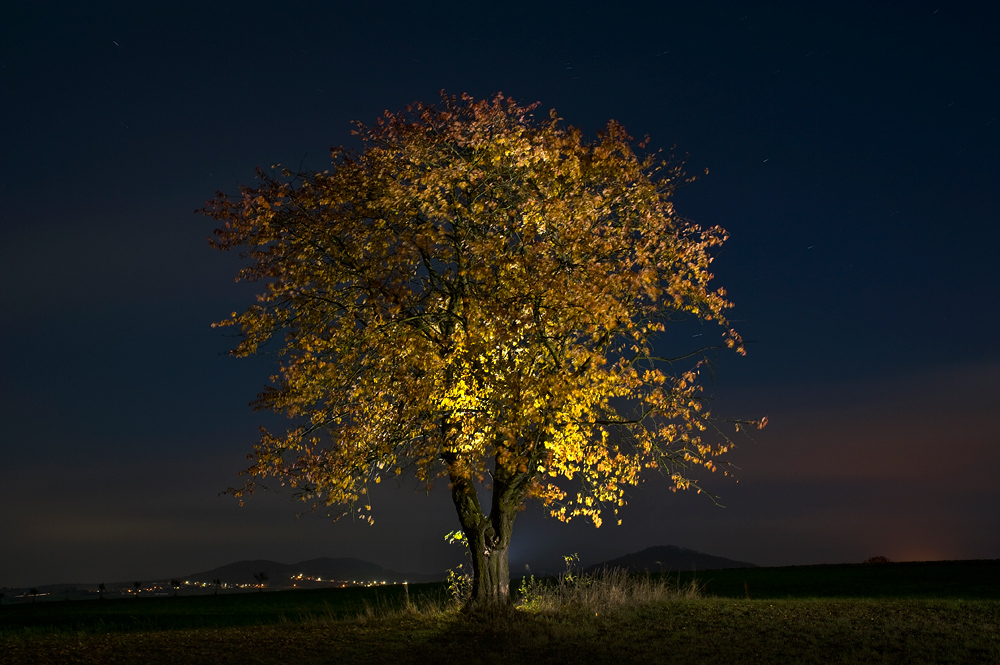 glowing cherry tree