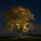 glowing cherry tree