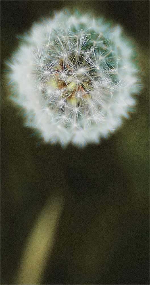 Glowing Dandelion