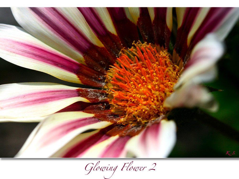 | Glowing Flower 2 |