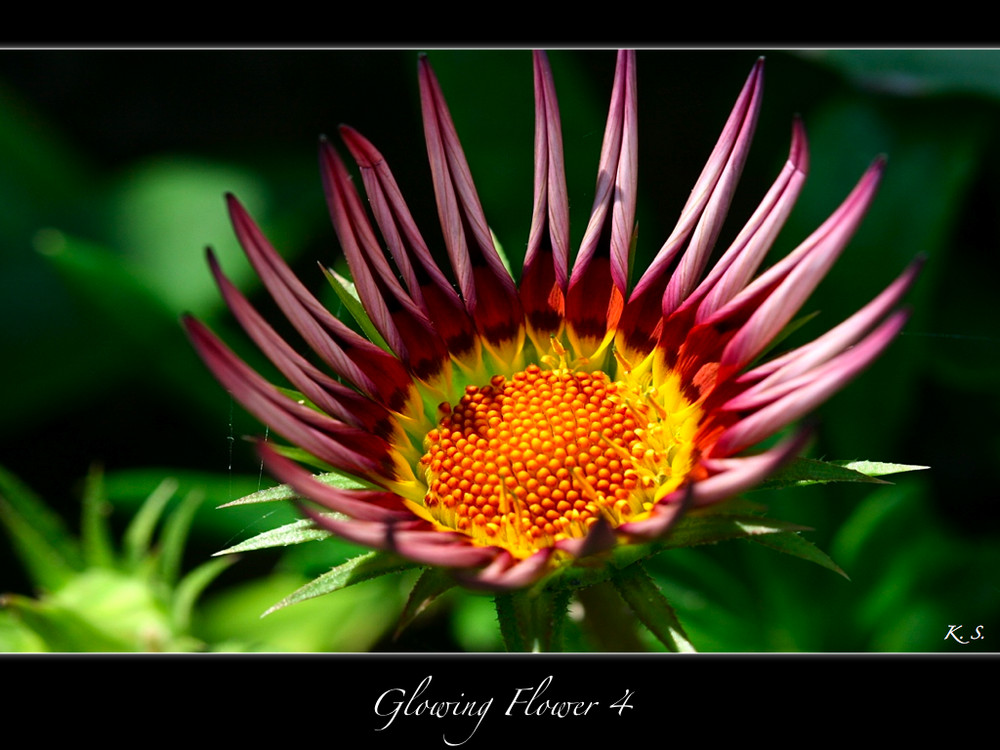 | Glowing Flower 4 |