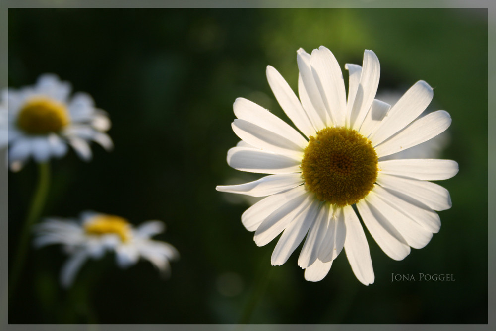 glowing flower