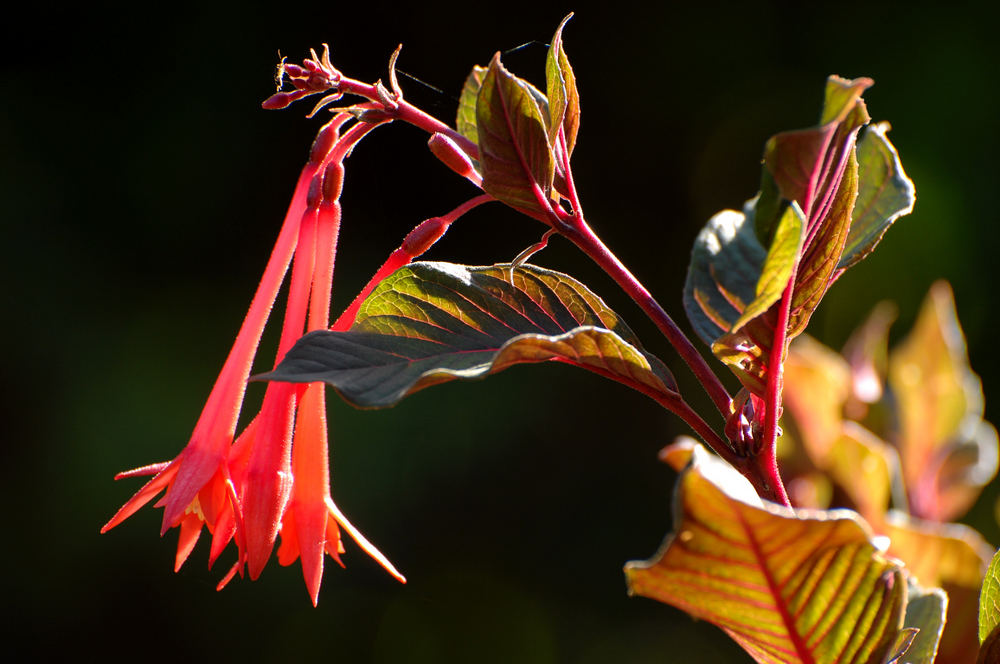 Glowing flowers