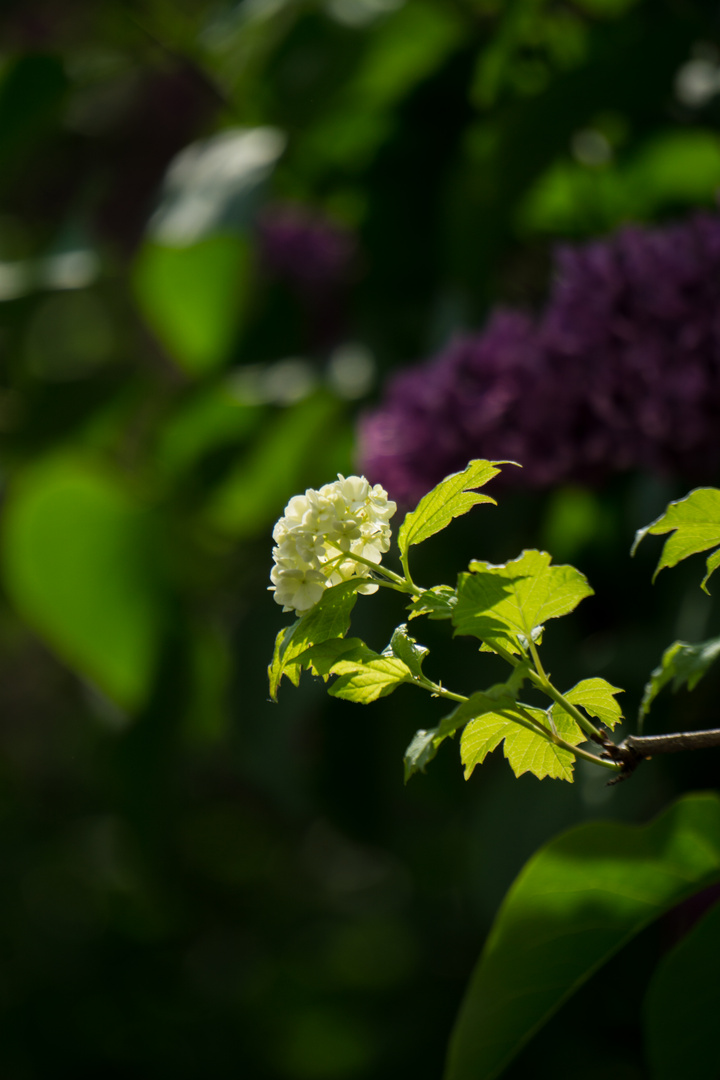 glowing flowers