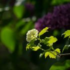 glowing flowers