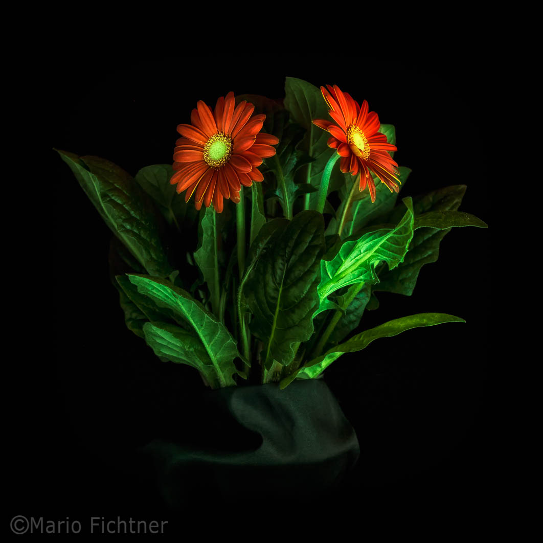 Glowing flowers 7073