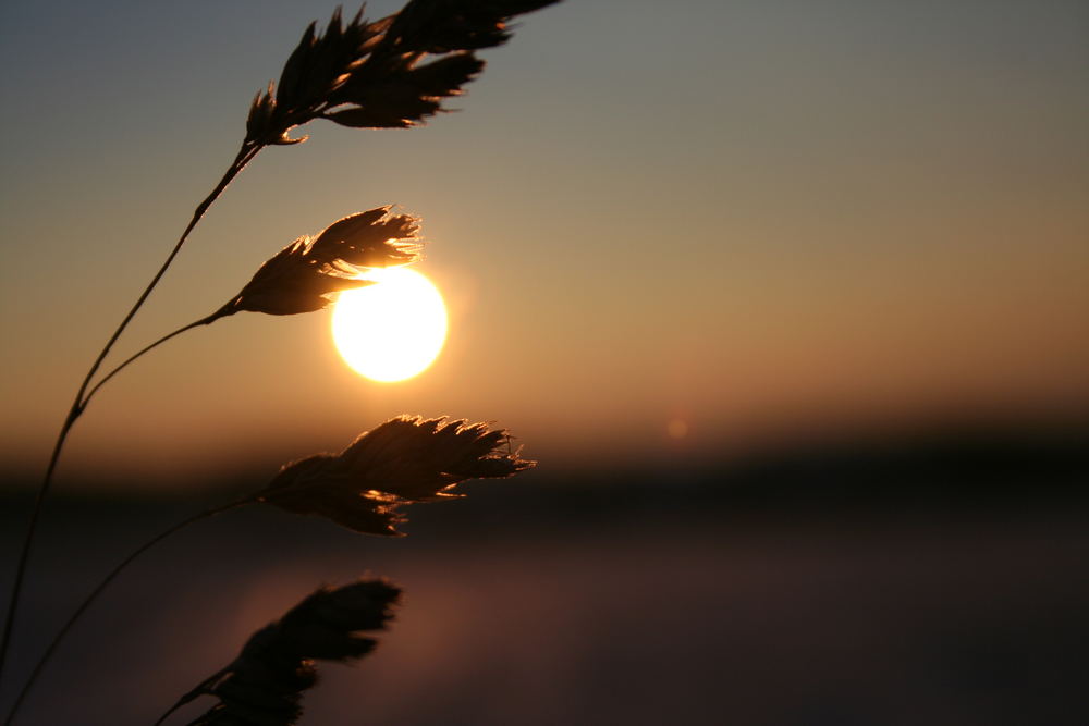 glowing grasses