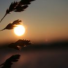 glowing grasses