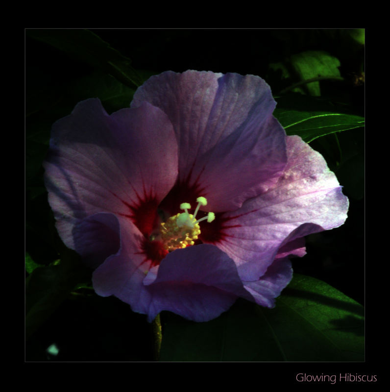 Glowing Hibiscus