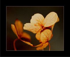 Glowing Hortensia