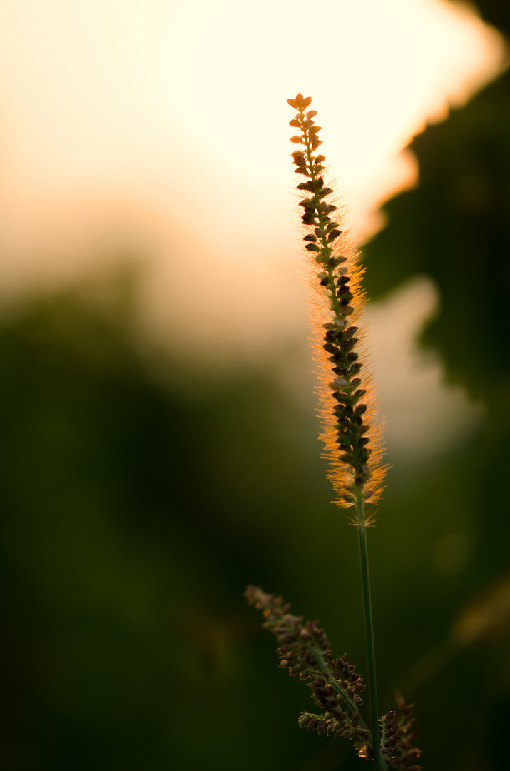 Glowing in the sunset