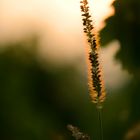 Glowing in the sunset