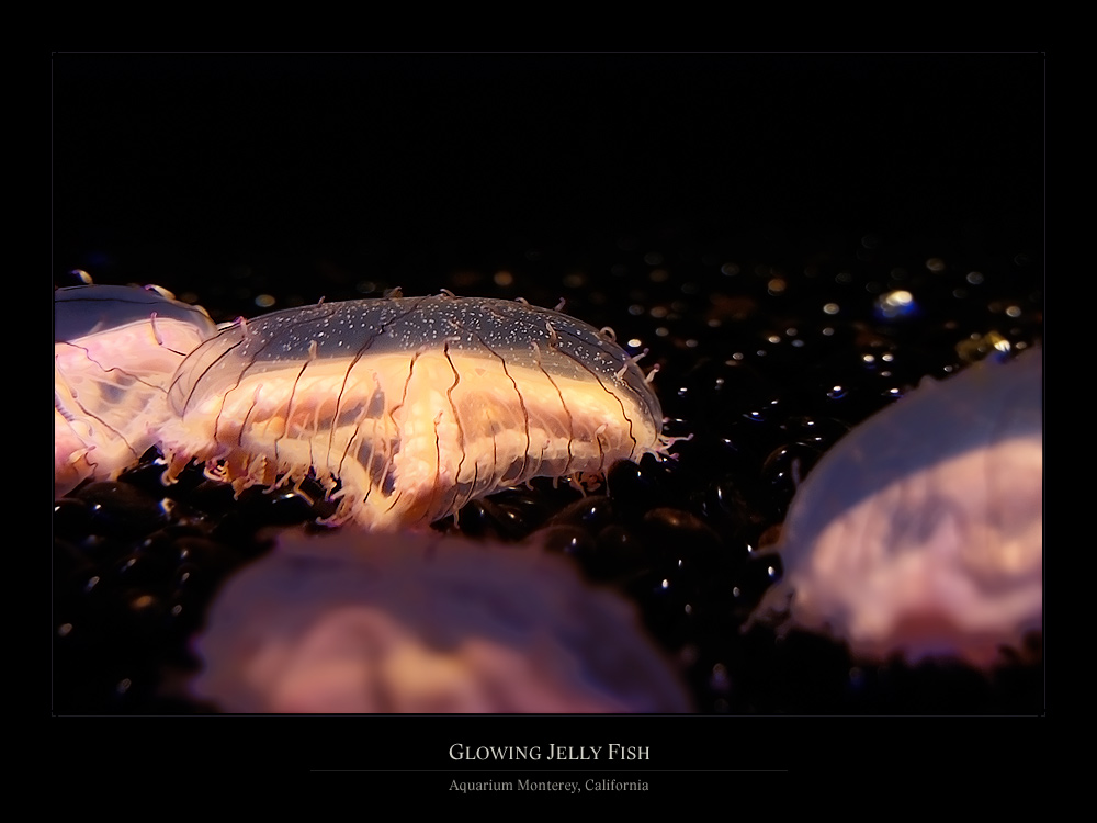 Glowing Jelly Fish