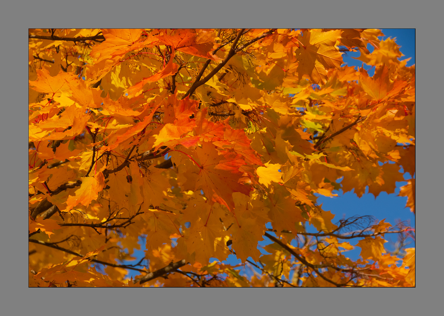 Glowing leaves