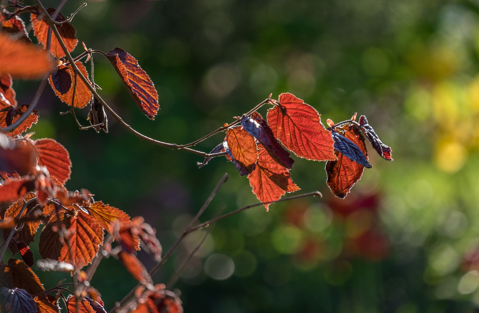 Glowing leaves