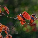 Glowing leaves