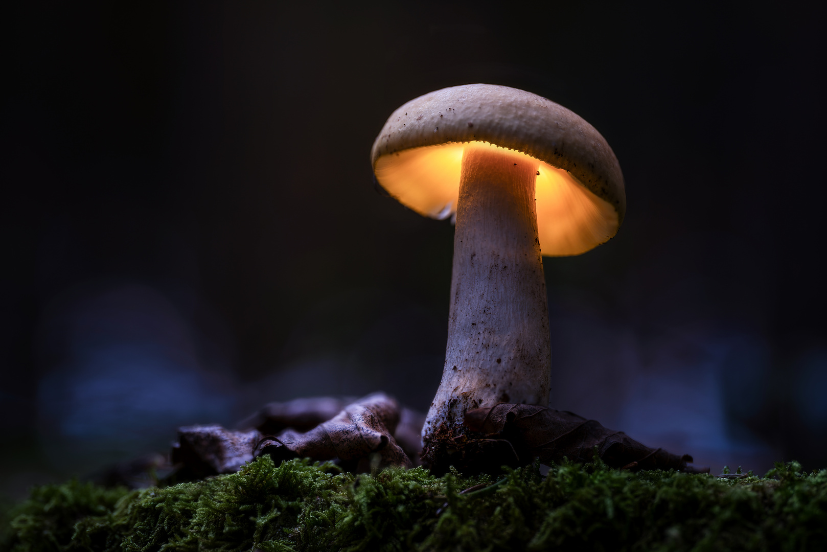 Glowing Mushroom