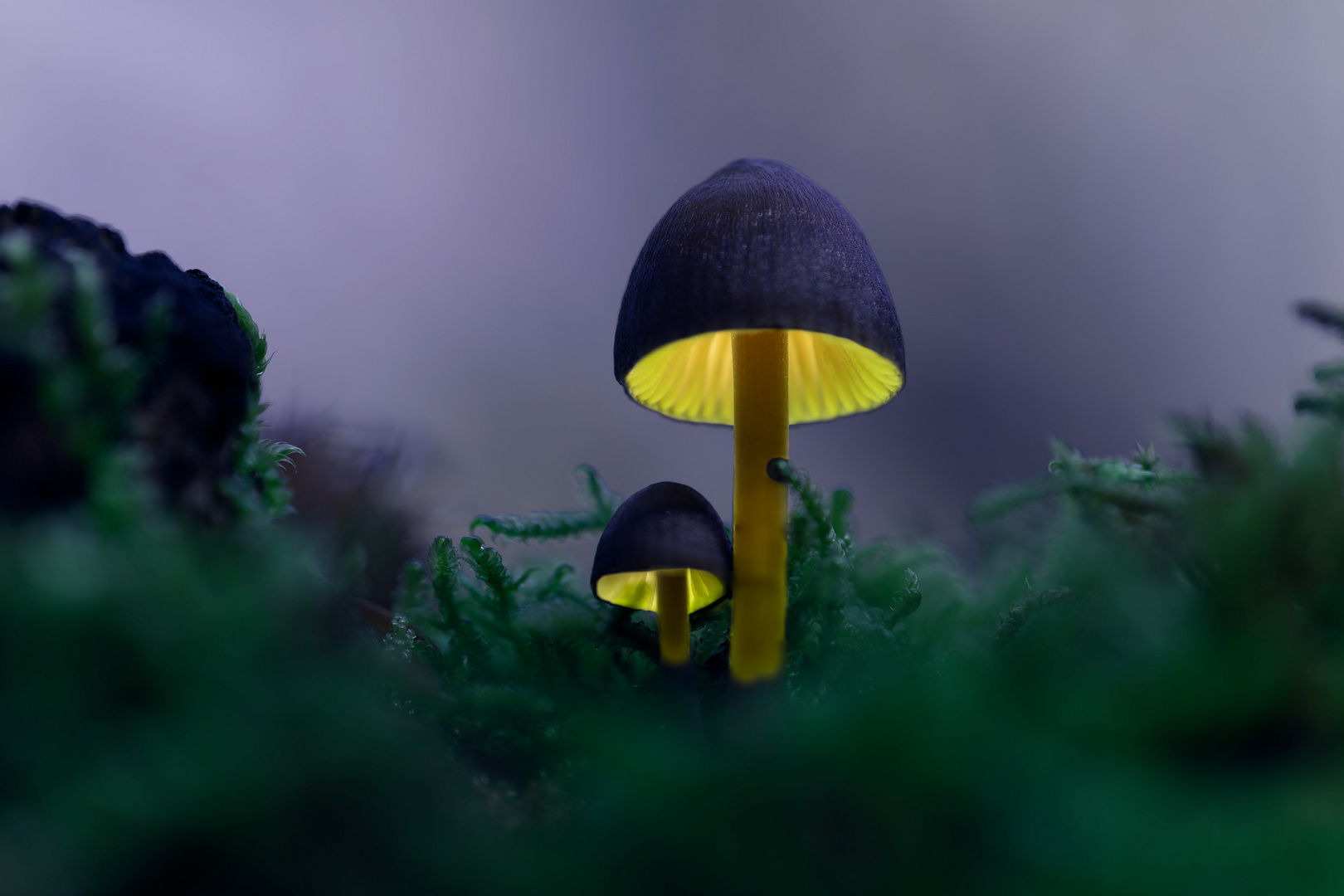 Glowing Mushroom