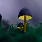 Glowing Mushroom