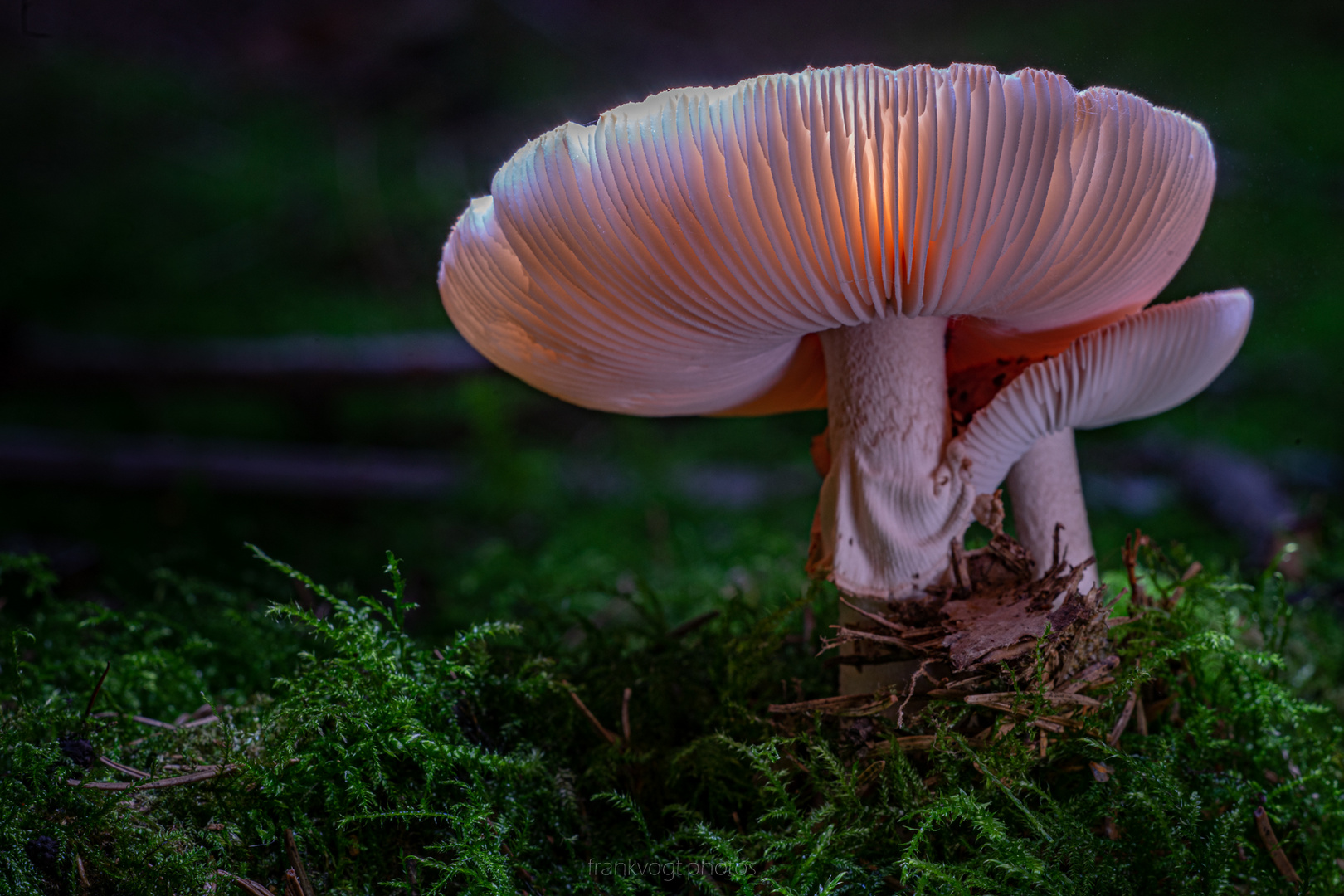 glowing mushroom 