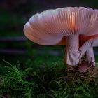 glowing mushroom 