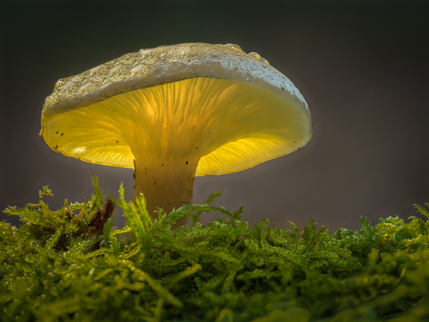 Glowing Mushroom