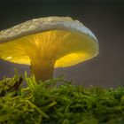 Glowing Mushroom