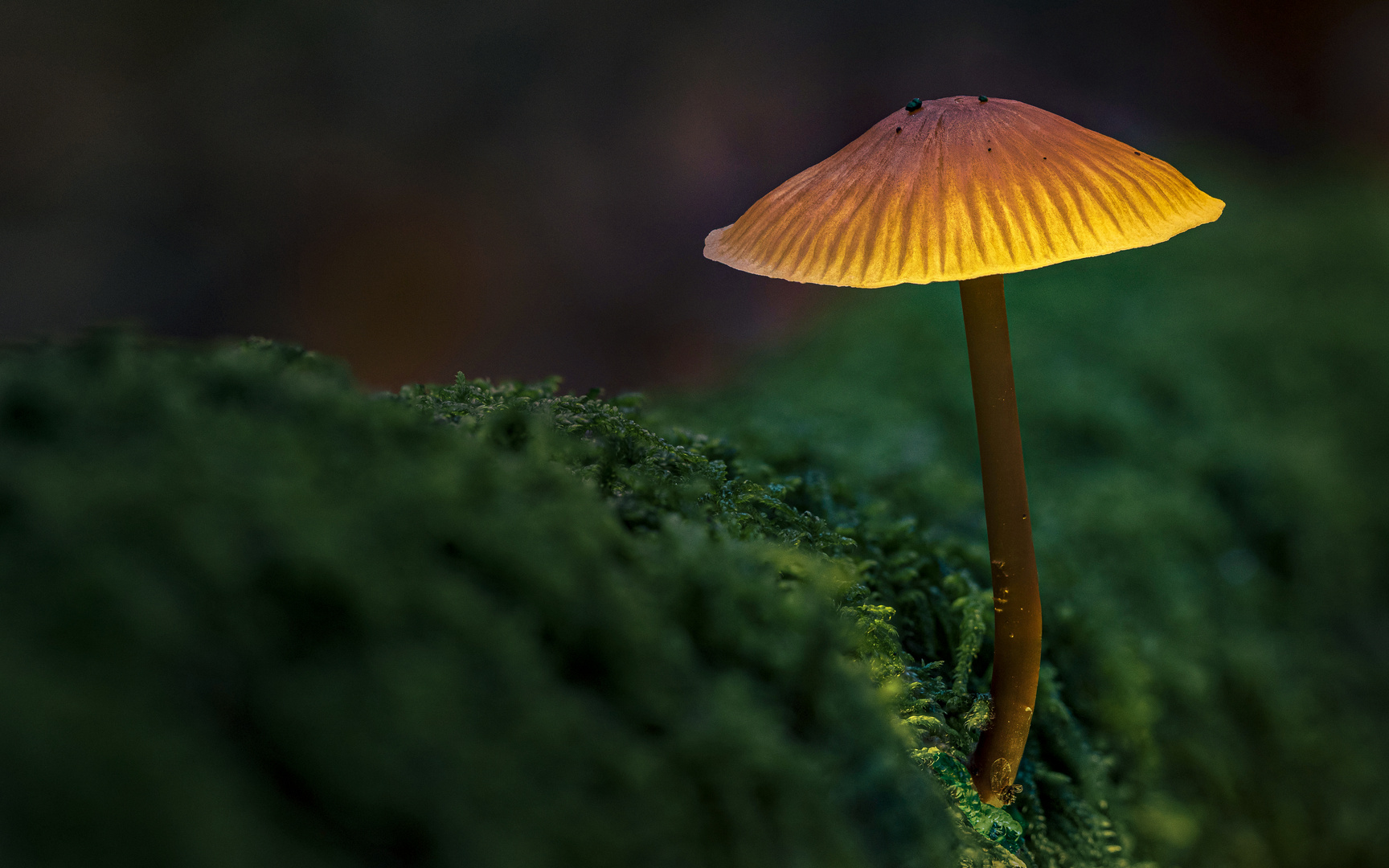 Glowing Mushroom