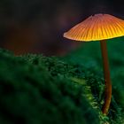 Glowing Mushroom