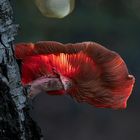 Glowing Mushrooms