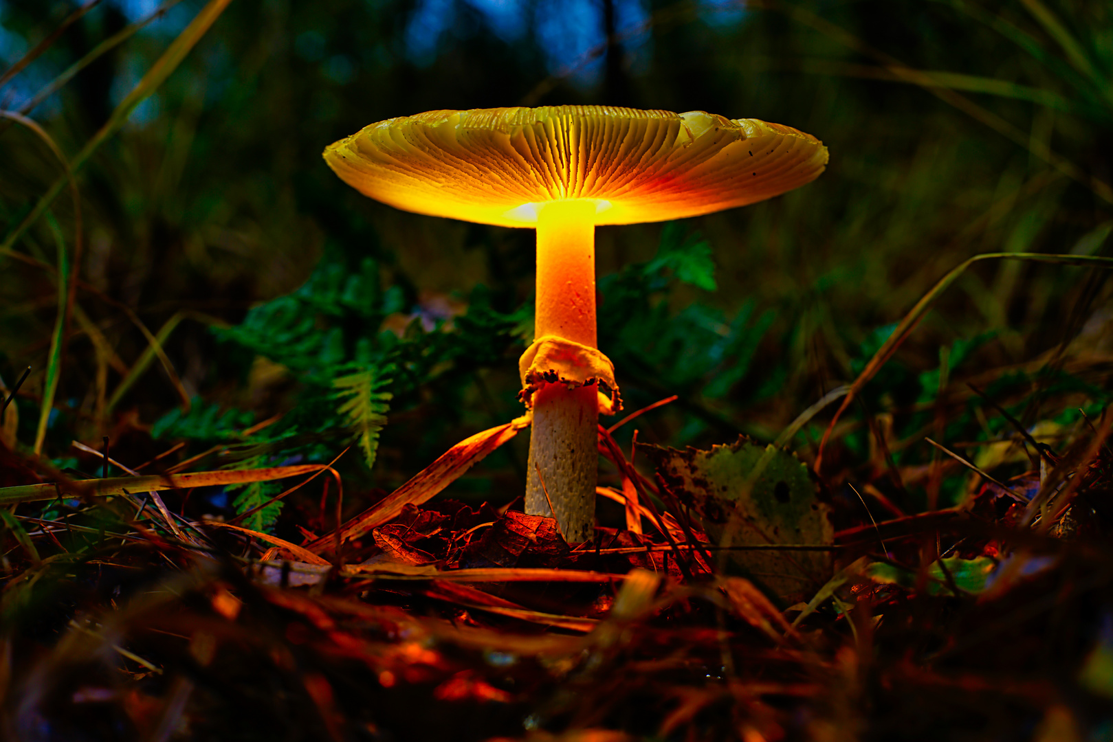 Glowing Mushrooms