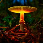 Glowing Mushrooms