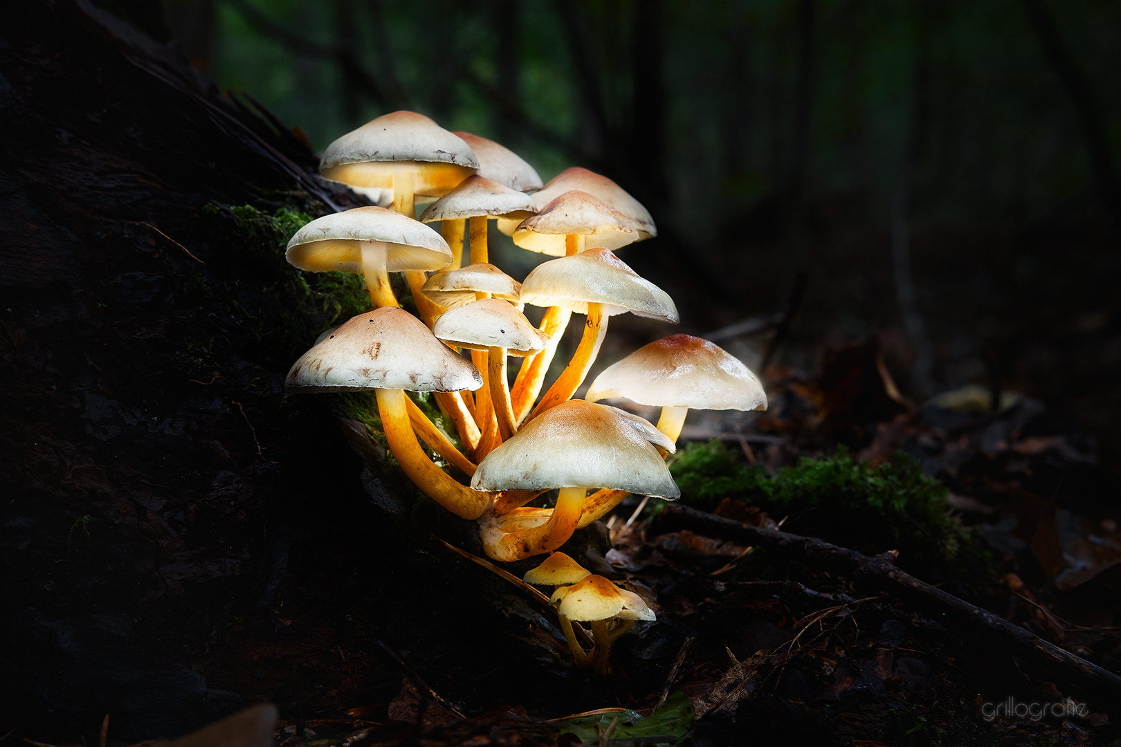 Glowing Mushrooms