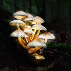 Glowing Mushrooms