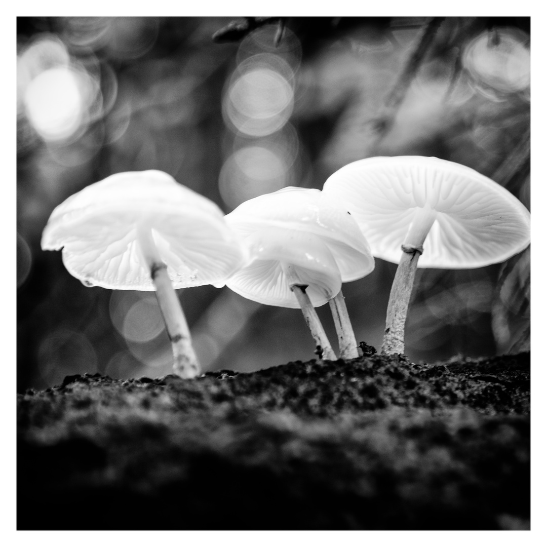 Glowing Mushrooms