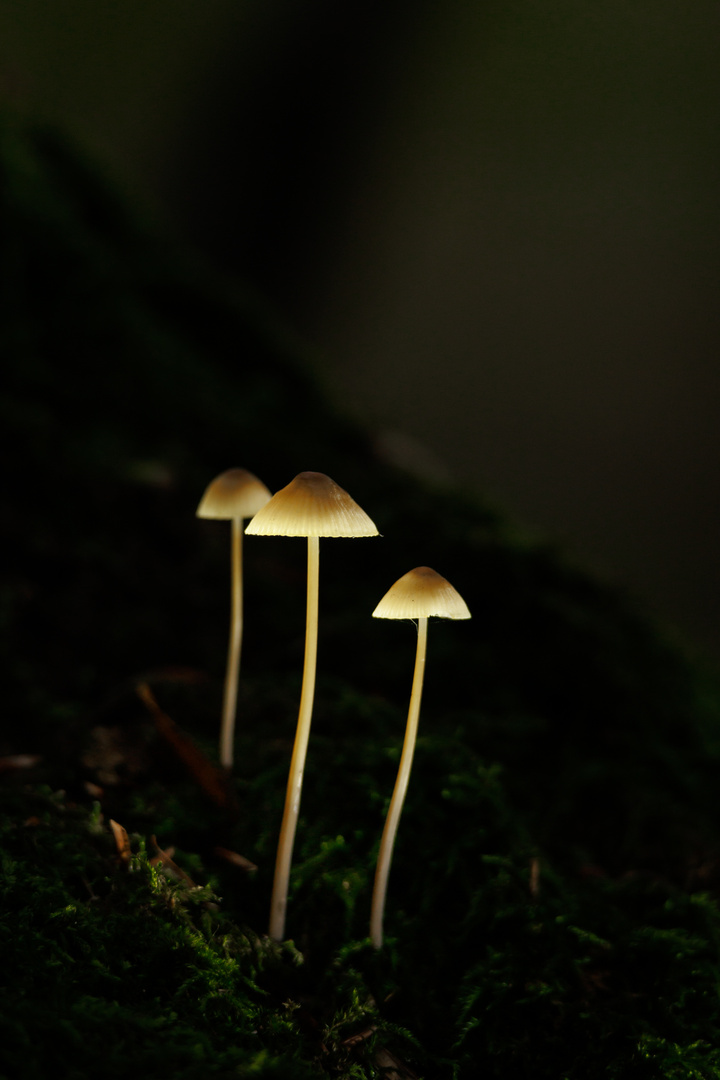 Glowing Mushrooms