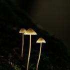 Glowing Mushrooms