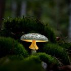 glowing Mushrooms 