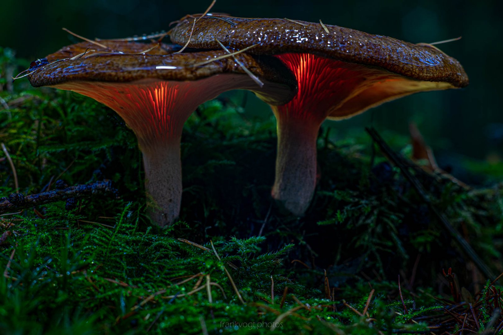 Glowing Mushrooms - leuchtende Pilze 