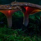 Glowing Mushrooms - leuchtende Pilze 