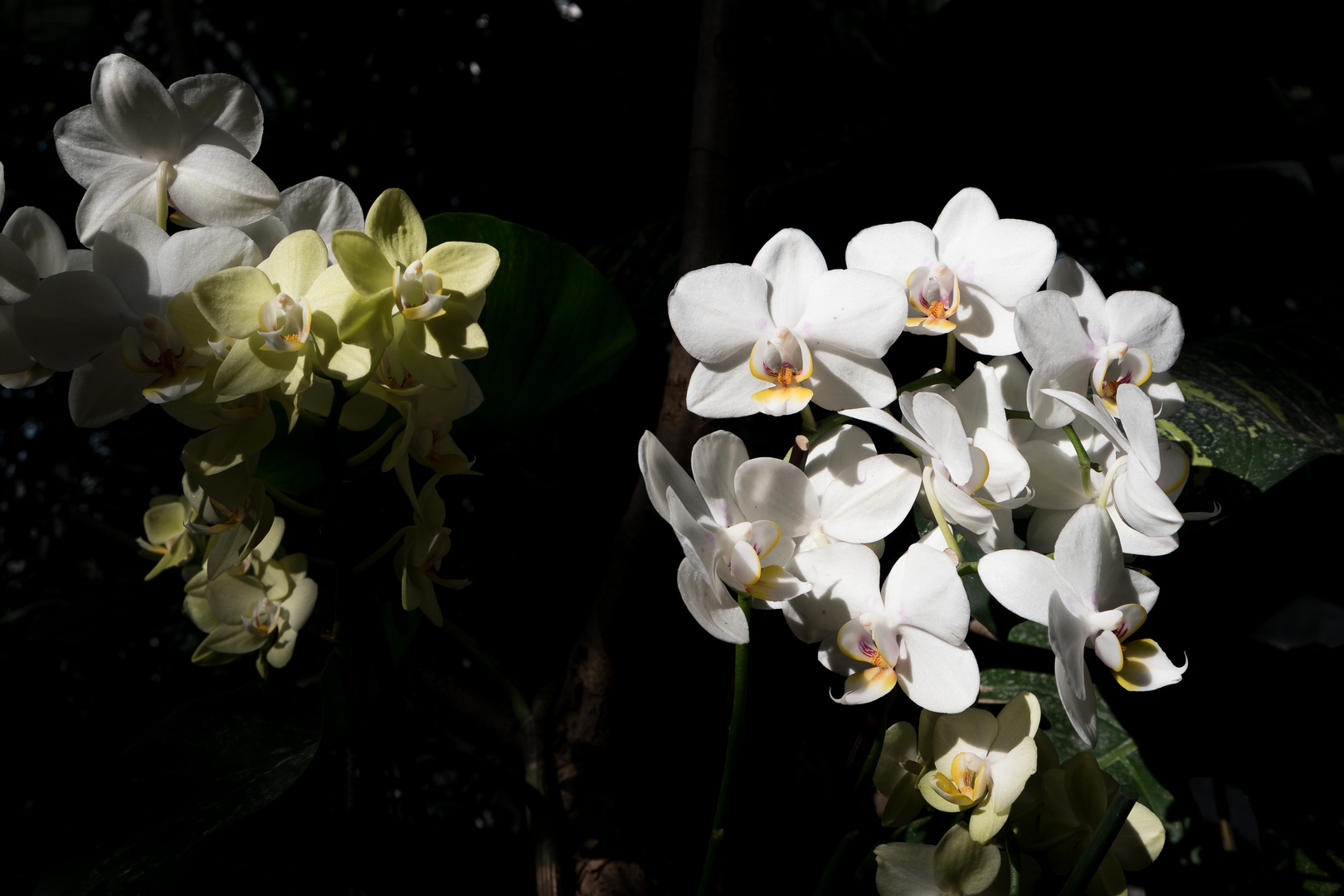 Glowing Orchid